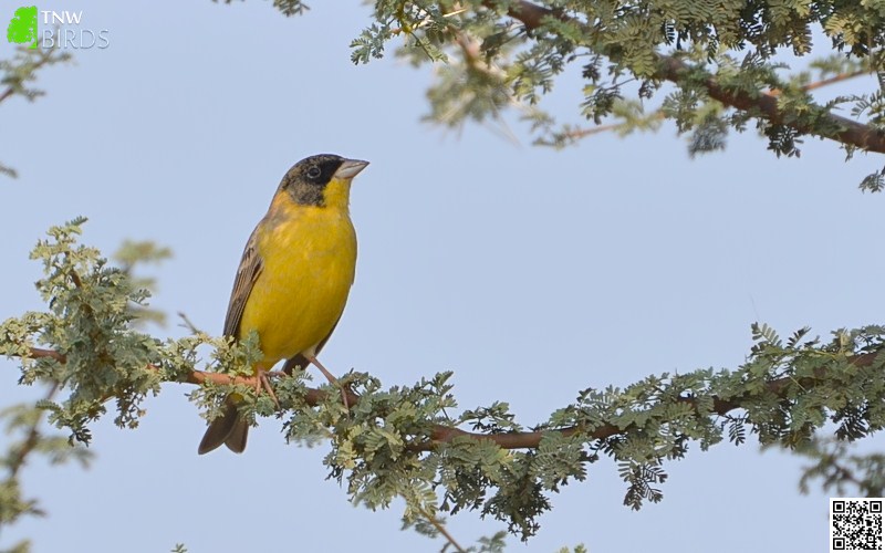 Black-headed Bunting